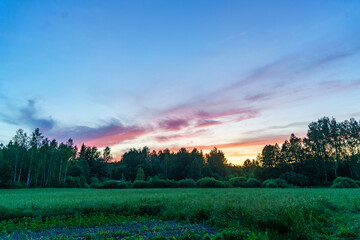 Wall Mural - green summer garden scene in countryside