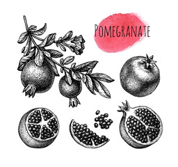 Canvas Print - pomegranate ink sketch set.