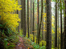 Autumn In The Oakridge Hills, West Cascades, Oregon