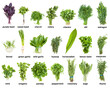 set of various culinary herbs with names (mint, oregano, basil, tarragon, rosemary, thyme, cilantro, parsley, dill, marjoram, chervil, hyssop, melissa, sage, etc ) isolated on white background
