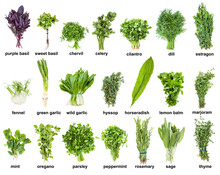 Set Of Various Culinary Herbs With Names (mint, Oregano, Basil, Tarragon, Rosemary, Thyme, Cilantro, Parsley, Dill, Marjoram, Chervil, Hyssop, Melissa, Sage, Etc ) Isolated On White Background