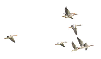 Wall Mural - Wild Goose, Greylag Goose. Flying geese.