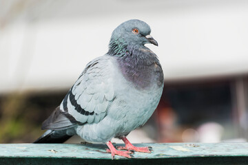 Wall Mural - Beautiful pigeon portrait photo.