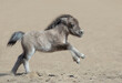 American miniature horse. Newly born foal with blue eyes.