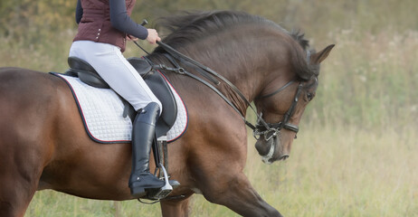 Wall Mural - Horsewoman riding horse.