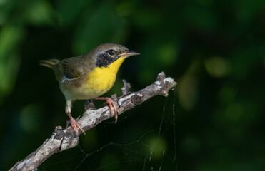 Wall Mural - Common Yellowthroat warbler perch 