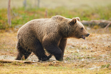 Wall Mural - wild brown bear (ursus arctos)