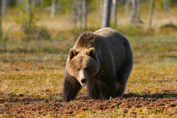 Wall Mural - wild brown bear (ursus arctos)