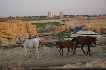 Wall Mural - herd of horses