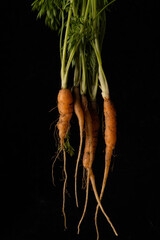 carrots on black background