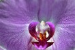 Orchidee in herrlichen Farbtönen 