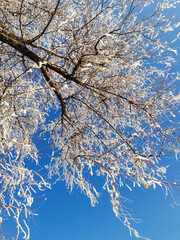 Tree covered by snow and blue sky