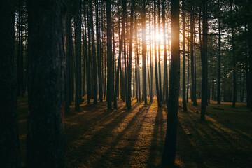 Wall Mural - Beautiful sunset landscape in pine forest with high tree trunks and sunbeams