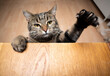 greedy tabby cat rearing up on wooden table with copy space raising paw reching for food