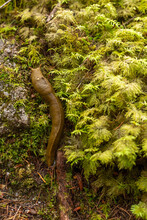 Banana Slug On A Mossy Tree