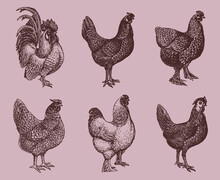 Group Of Hens And Cocks Of Different Chicken Breeds Isolated On A Pale Pink Background, After An Antique Illustration From The Early 20th Century