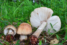 Three Specimen Of Amanita Rubescens Or Blusher Mushrooms