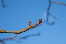 Young Bud Of A Leaf On A Thin Branch Of A Chestnut Tree, Blue Sky As A Background
