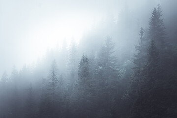 Wall Mural - Pine tree forrest covered in fog in the Krkonose, Czech republic