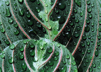 Wall Mural - dew on green and red leaves