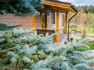 Wall Mural - House in the nature. Spruce. Coniferous tree grows next to the h