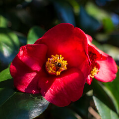 red camellia flower with a honeybee in the yellow looking for pollen