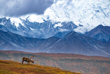 Caribou In Alaskan Range
