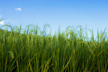 Wall Mural - Rice fields with blue sky.