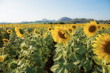 Wall Mural - Sunflower on field in winter.