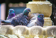 Pigeons In Fountain, Gray Pigeons Sit On The Concrete Path, Gray Pigeons Taking Bath