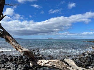 tree on the shore