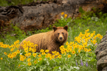 cinnamon black bear in balsam root