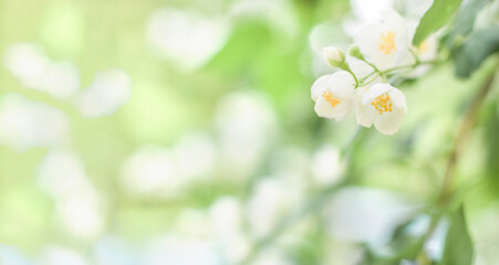 Wall Mural - Branches of blossoming flowering plants on natural blurry background. Fresh green tree leaves of light outdoors sun on summer. Close-up, copy space, banner