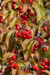 Wall Mural - full frame texture abstract of ripe red crabapple fruits on an ornamental crabapple tree on a sunny 