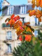 Feuilles automne et immeuble parisien