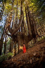 Canvas Print - the lost coast 