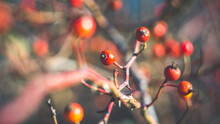 Beautiful Wild Rose Hips In Late Autumn. Shooting With A Soviet Manual Lens.