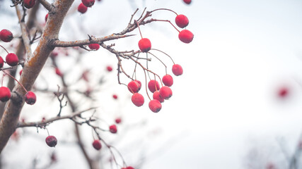 Beautiful bright red berries of hawthorn in late autumn. The photo was taken with an old manual Soviet lens.