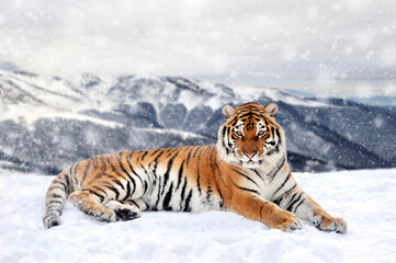 Canvas Print - Beautiful wild siberian tiger on snow