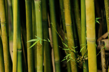  Solitary sprig of bamboo growing out horizontally against vertical trunks of bamboo in a bamboo groove