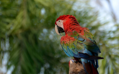 Idyllic Animal Birdwatch safari: Beautiful and curious Blue and Yellow Parrot macaw tropical bird on nature background