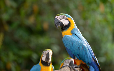 Idyllic Animal Birdwatch safari: Beautiful and curious Blue and Yellow Parrot macaw tropical bird on nature background