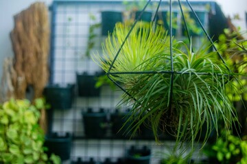 Hanging Air plants n the garden