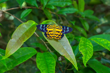 Wall Mural - Beautiful colored butterflies perched on the green leaves