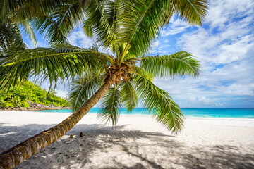 Wall Mural - palm tree on tropical beach anse georgette in paradise on praslin, seychelles