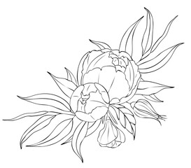 Wall Mural - Peony flowers and leaves, tattoo compositions. Black linear illustration isolated on a white background.