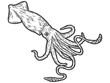 Colossal squid. Engraving raster illustration. Sketch scratch