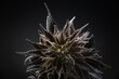 marijuana plant, medical cannabis bud