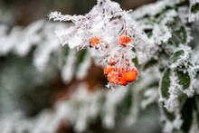 Natural Winter Background With Frozen Pyracantha Or Firethorns Orange Berries And Green Leaves In The Garden, Macro Image With Selective Focus