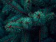 © Kulbabka - Background of Christmas tree branches.
